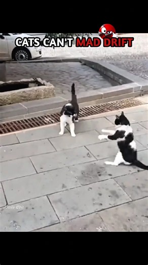 CATS DRIFT LIKE PROS! 🐱💨