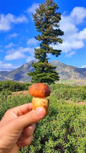 The Ultimate Superfood? 🍄 Discovering the Nutritious Boletus Mushroom in Nature!