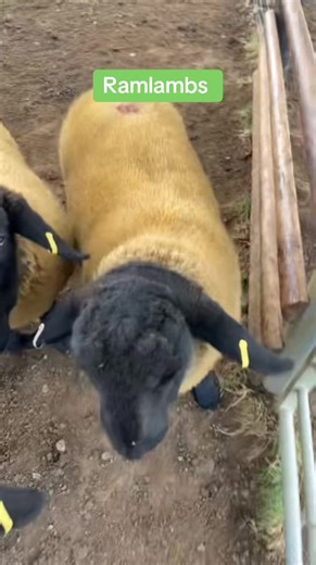 High-Quality Ram Lambs for Sale - Pedigree Suffolks