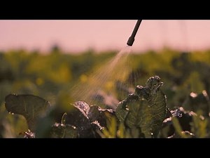 Green Biotechnology: ‘Squeezing grass’ to extract mother nature’s own fertiliser