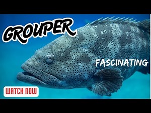 These Gentle Giant Groupers Keep Our Coral Reefs ALIVE