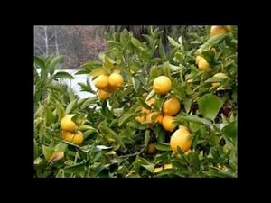 Lemon Tree (Peter, Paul & Mary Cover)