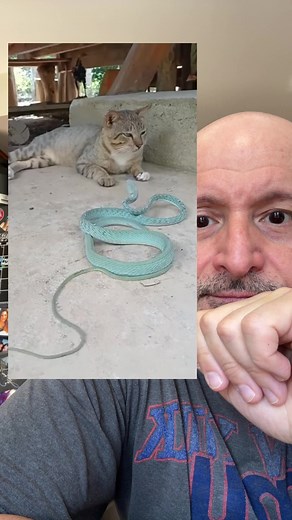 Cat vs Snake: Incredible Reflexes Caught on Camera