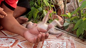 OMG... Baby Get Up, Dad Waiting Support Baby Evening Walking | Monkey Jason