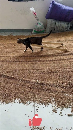Most Bizarre Behavior! 🐱🤣 Cat Pulling a Millstone, Funny & Reluctant Worker Moment! 🏡🔥