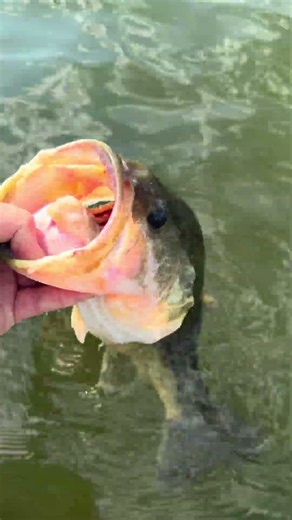 Fat ol gal! #fishing #bassfishing #largemouthbass