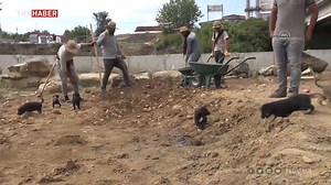 41K views · 443 reactions | “Şantiyemize ayrı bir renk kattılar. Onlara '7 cüceler' diyoruz" Düzce'deki Roma Köprüsü'nün kazı alanında dünyaya gelen 7 yavru köpek, kazı ekibinin maskotu oldu. https://www.trthaber.com/haber/yasam/kazi-ekibi-7-cucelere-bebek-gibi-bakiyor-502750.html | TRT Haber | Facebook