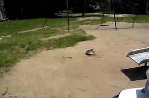 World's fastest turtle.