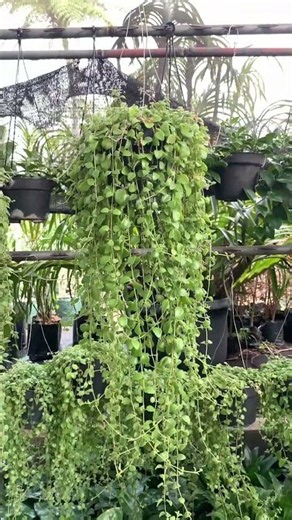 Tanaman Gantung Kantung Semut Dischidia