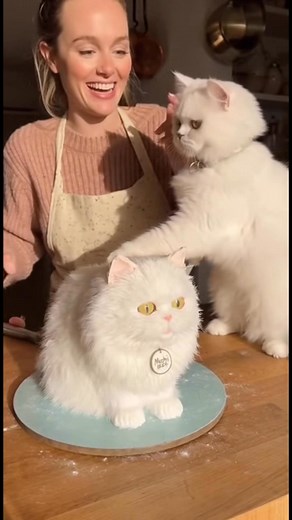 708K views · 5.2K reactions | Cat has been existential Crisis Over Realistic Cake   #CatReaction #FunnyCat #RealisticCake #CatVsCake | Jelly bed | Facebook