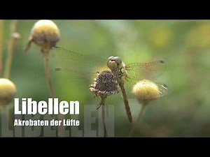 Libellen - Akrobaten der Lüfte (Teil 1)