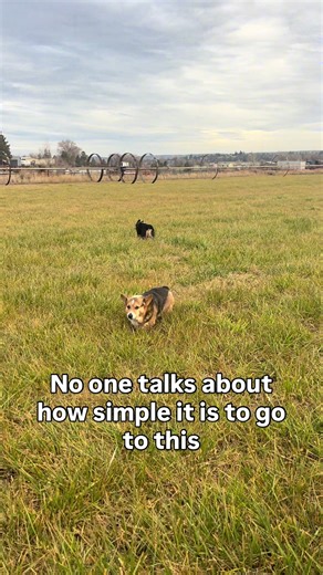 Effective Dog Healing Tips for Ligament Injuries