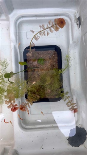 Simple Guppy Pond with Live Plants 🤩 | My ഗപ്പി Lokam #aquarium