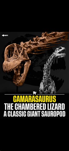 Camarasaurus was built differently. While many Jurassic sauropods relied on long, lightweight skulls, Camarasaurus evolved a powerful, box-shaped head with strong teeth made for tough plants. Its fossils are so common that it has become a cornerstone for understanding how giant dinosaurs lived, fed, and grew. A true classic of the Late Jurassic–and one of the best windows we have into sauropod biology. 🖼️ Art belongs to: fernando-usabiaga-bustos. #Camarasaurus #Sauropod #JurassicDinosaurs #Dino