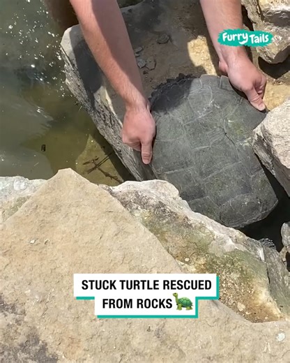 658K views · 6.5K reactions | Stuck turtle rescued from rocks | Furry Tails | Facebook
