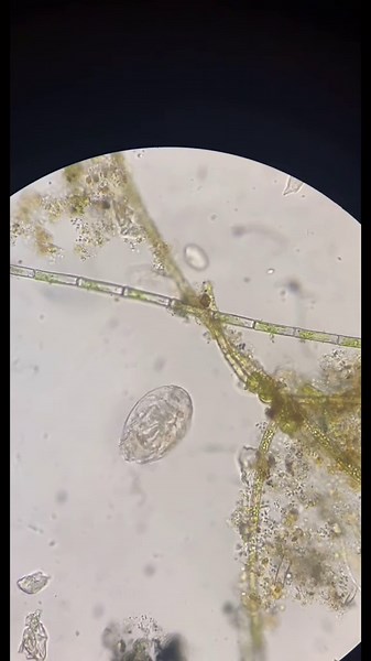 Exploring The Microscopic World