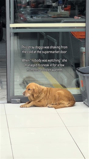 Support Therapy for Stray Animals in Komotini