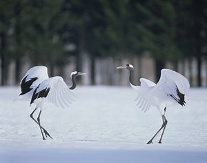 1.7K views · 114 reactions | #RedCrownedCrane / #タンチョウ are rare and...