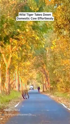 Tiger Stalks and Hunts a Stray Cow‼️🐅🐄 #tiger #cow