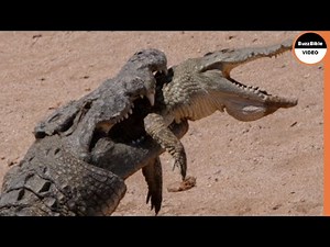 Crocodiles Eat each Other's Parts