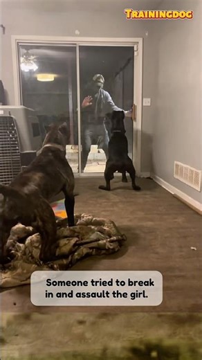 Dog training Two K9 Guardians vs One Terrified Intruder” #dog #k9 #dogtraining #pitbull