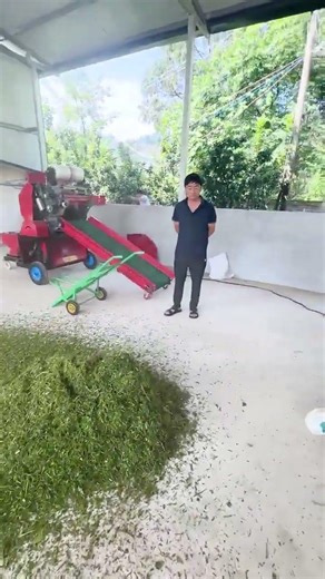 vertical Chaff Cutter Processing Fresh Corn Straw