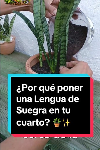 Descubre por qué la Sansevieria es la planta que NO puede faltar en tu hogar. 🏠 No solo purifica tu aire, ¡también cuida tu energía! 🌿✨ #jardinería #sansevieria #plantasdeinterior #cuidadodeplantas #videoviral