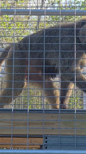 2.6K views · 56 reactions | Meet Handsome Timmy  Timmy is an Olive Baboon that calls Forced Exotic Animal Relocation & Center for Education, Inc. Home. You can come say hi to Timmy and many of his friends when you Visit F.E.A.R ( by apt. Only) Forcedexoticanimalrelocation.org #forcedexoticanimalrelocation #exoticanimals #animalrescue #sanctuary #baboon #donate #VisitUs #support #monkey #animals Debra Sandlin | Gena Walck | Facebook