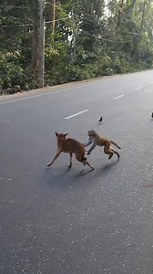 When the monkey scares the dog away😃🤣 . . . . . . . . . . . . #MonkeyTales #monkeyvideos #monkeyfun | Monkey Tales