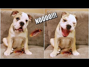 My Cute Puppy Reacts To Giant Cockroach! Lola The Bulldog