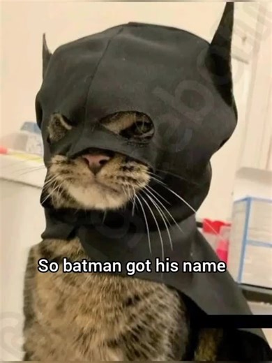 Creative Superhero Names Inspired by Cats