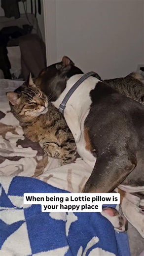 Motor's happy place is under Lottie's gigantic noggin #SquishMe #KittyPillow #Besties #HappyPlace Follow @maisythebarnhippo for your weekly fun💜💛🤎 | Maisy the Barn Hippo
