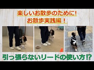 【楽しくお散歩するために必要な事】お散歩実践編！ 問題行動を起こさないために知っておきたい事