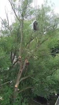 Crane Removal #treeremoval #arborist #chainsaw