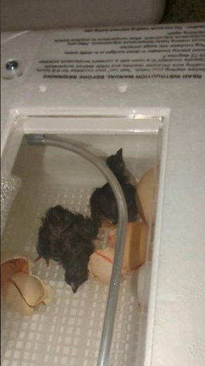 How Come These Chicks Were All Black? #babychicks