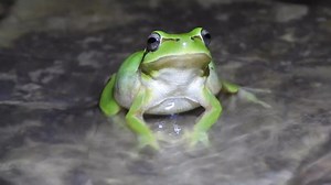 Hyla meridionalis en una charca de agua temporal | Pedro Verdejo Fotografía de Naturaleza - Wildlife Photography