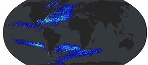 Ocean currents push phytoplankton — and pollution — around the globe faster than thought