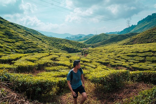 7 Fantastic Things to Do in Cameron Highlands, Malaysia