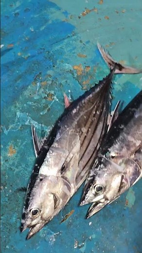 Different Types Of Fish Variety We Caught In The Ocean