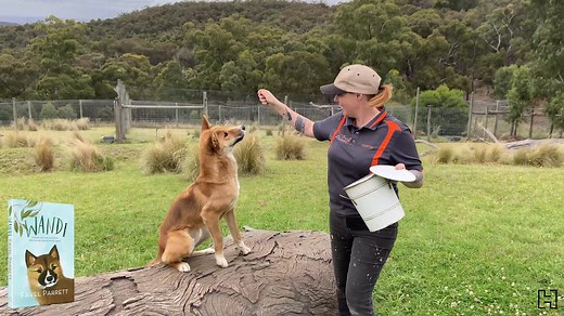In her first book for children, Favel Parrett brings us the true story of Wandi, an endangered alpine dingo. Here, Parrett discusses the book with Wandi himself... | Better Reading Kids