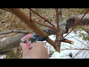【ワンタッチ型の環状剥皮鋏レビュー】枝を挟んでクルッと回すだけ