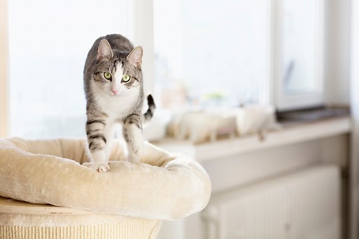 Why Do Cats Knead? | PetMD