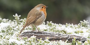 Get involved in the RSPB Big Garden Birdwatch 2025
