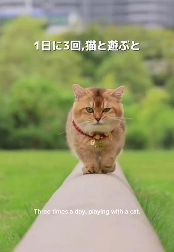 #猫の魔法 #猫の魅力 #猫効果 #猫ちゃんのいる生活 #猫のいる暮らし