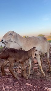 Amazing Sheep love with baby in forest 😍 #wildlife #fbreelsfypシ゚viralfbreelsfypシ゚viral #foryoupageシforyou #familylove #farmlife #agriculture #goatfarming #goatbreeding #sheepofinstagram #sheepfarmer #love #familylove | Pk Animals