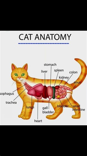 What's Inside a Cat? 🐈 Feline Anatomy 101 #Shorts