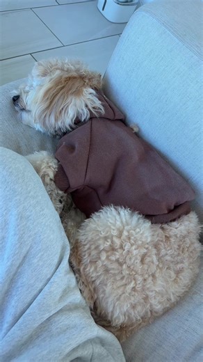 Adorable Baby Dog Moments That Make You Question Reality