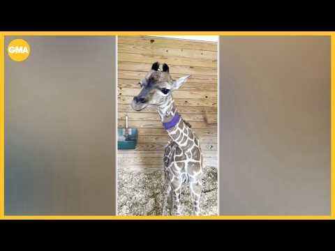 Premature giraffe calf born via emergency C-section