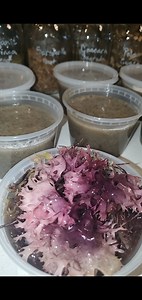 Chondrus Crispus Purple Seamoss (not Farmed) - Etsy