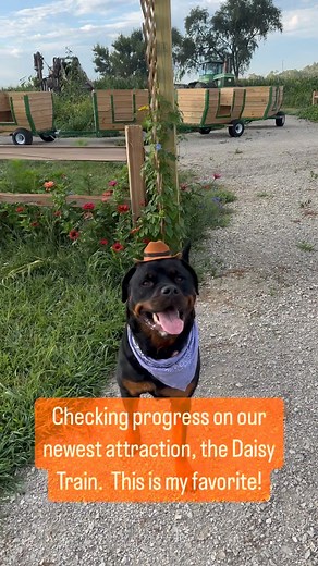 A day in the life of farm dog Blair. We are staying busy as we get close to our opening day! 🎃 | Skinny Bones Pumpkin Patch